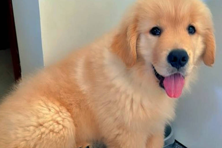 Joca - o cãozinho símbolo